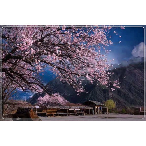 春风十里，不如赏花