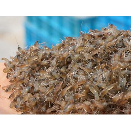 小龙虾养殖基地