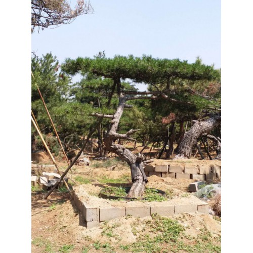 造型黑松 油松 造型松基地景观造型松 造型景松 古松