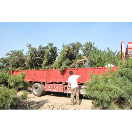 基地批发供应多种造型黑松油松 好管易造型美景观松