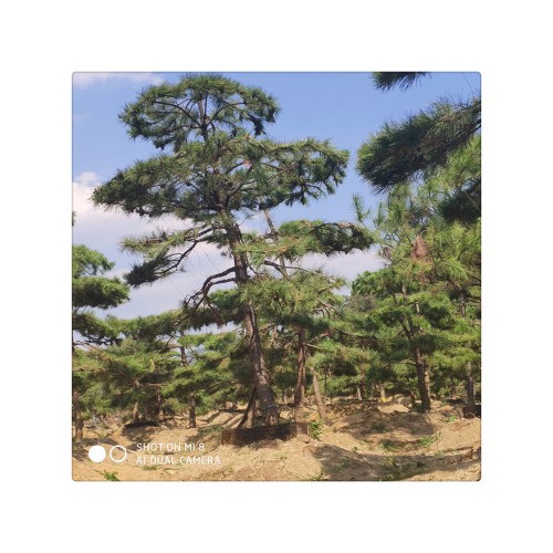 大量批发供应特色盆景松树 大型盆栽景观松
