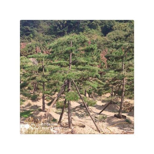 长期现货供应多种造型黑松油松 盆栽地栽好成活造型松