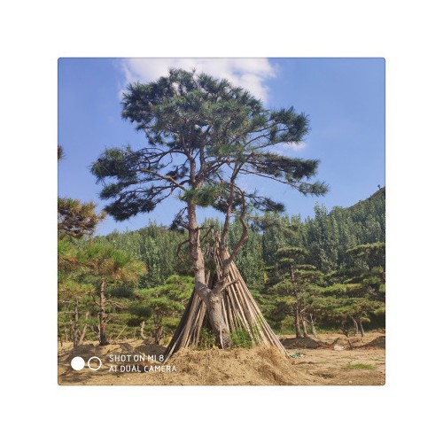 长期现货供应多种造型黑松油松 盆栽地栽好成活造型松