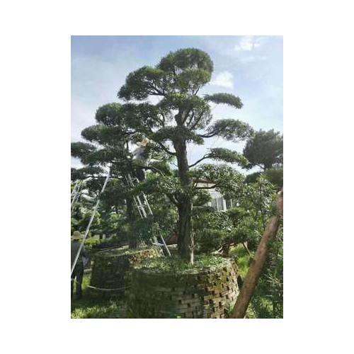 长期现货供应多种造型黑松油松 盆栽地栽好成活造型松