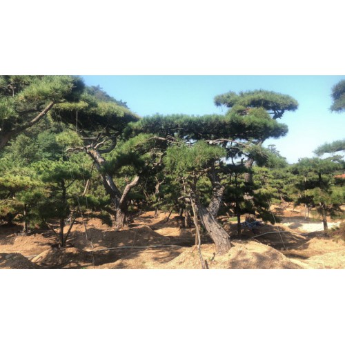 基地直销造型油松，造型松，造型黑松，景观松，盆景