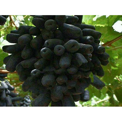 甜蜜蓝宝石葡萄苗