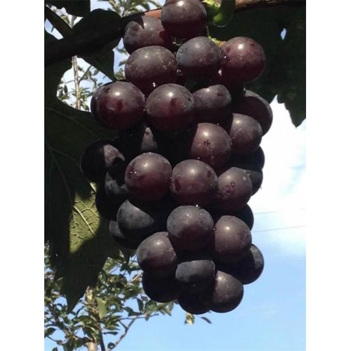 丛林玫瑰葡萄苗