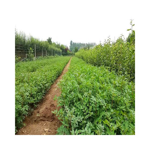 主营花椒苗 花椒苗厂家