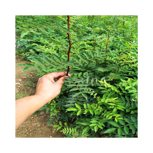 直销九叶青花椒苗 大棚花椒苗基地