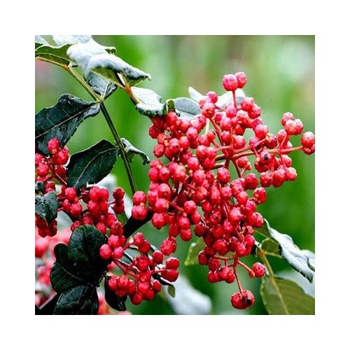 花椒苗批发 大红袍花椒苗价格