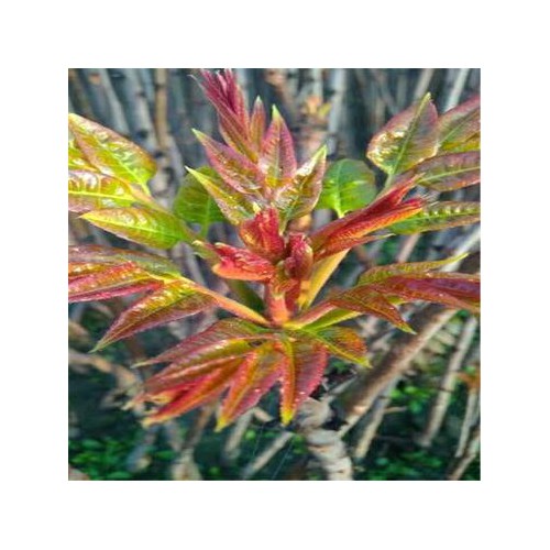 短枝多头香椿苗 香椿苗价格