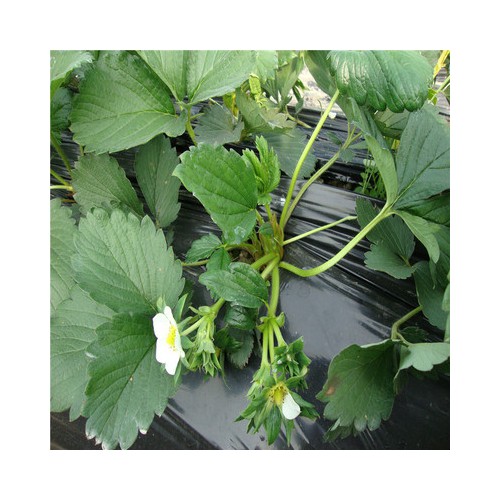 大型草莓苗基地直销 四季草莓苗