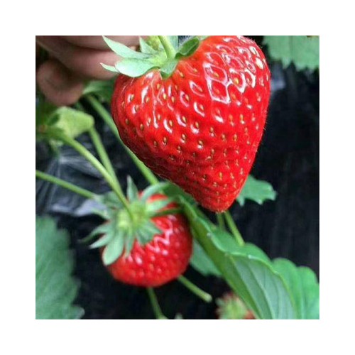 草莓苗种植价格