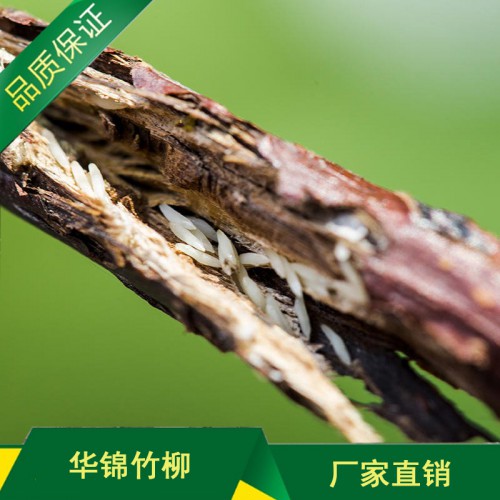 金蝉养殖方法 金蝉人工养殖技术