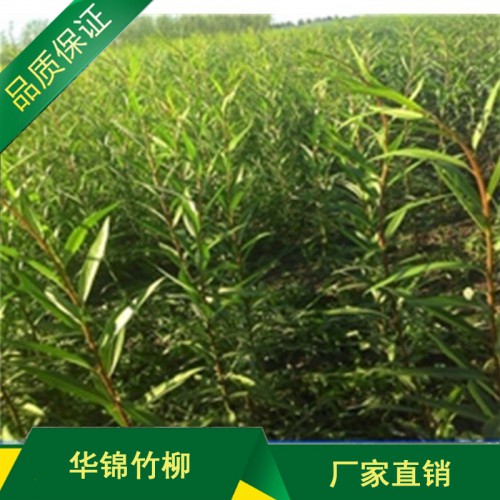 竹柳苗基地直销 新树种速生竹柳苗基地直销