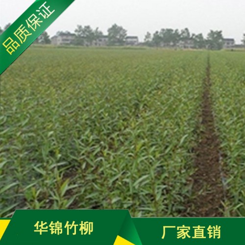 速生竹柳苗价格 速生竹柳苗