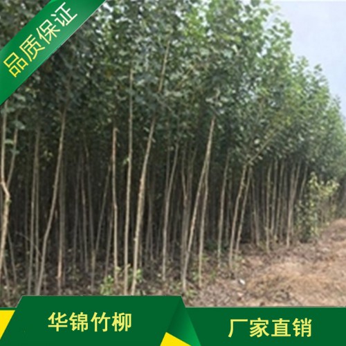 无絮杨树苗厂家 大型种苗林场