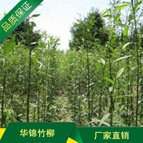 优质竹柳苗种植基地 优质竹柳苗