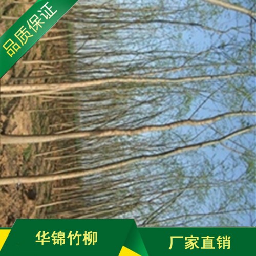 主营竹柳苗 优质竹柳苗价格