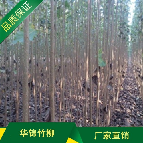 优质速生无絮杨树苗批发基地 无絮杨价格