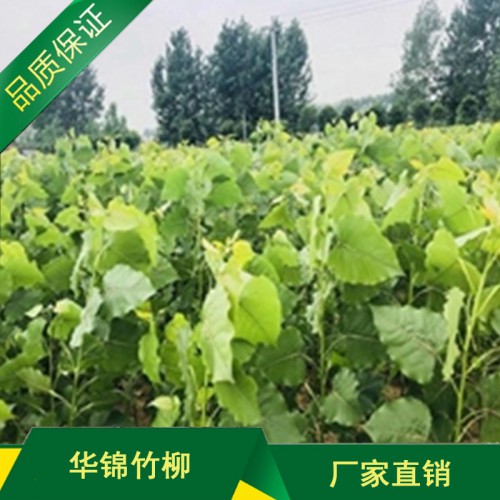 商丘无絮杨 优质速生无絮杨种苗批发