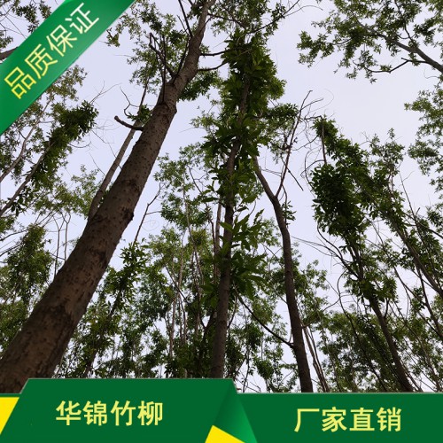 优质竹柳种苗批发基地 竹柳种苗批发基地