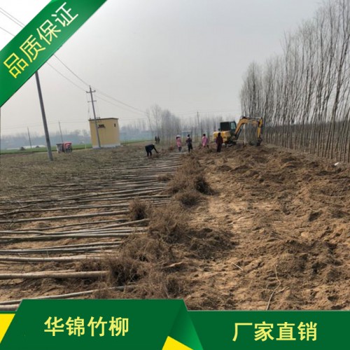 优质竹柳苗种植基地 优质竹柳苗厂家