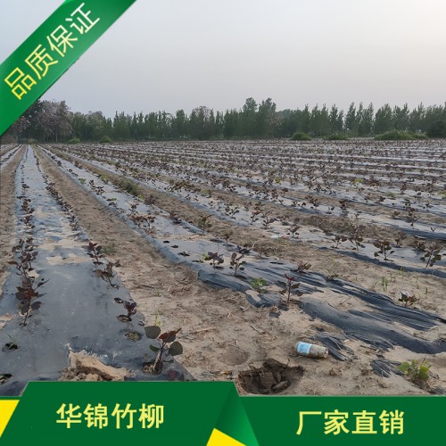 万佳华锦品种齐全 速生无絮杨树苗批发