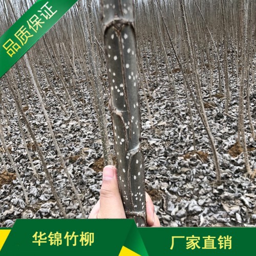 优质速生无絮杨种苗批发 无絮杨种苗批发