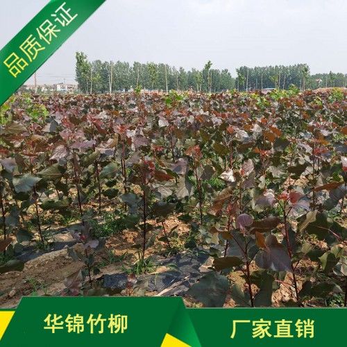 无絮杨基地直销 万佳华锦大型种苗林场