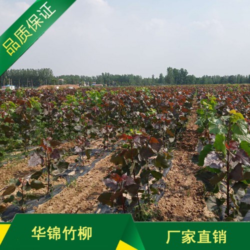 优质无絮杨厂商 万佳华锦大量供应