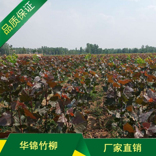 无絮杨种植厂家 无絮杨价格