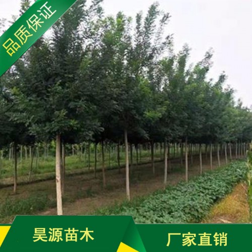 国槐批量供应 优质国槐厂家