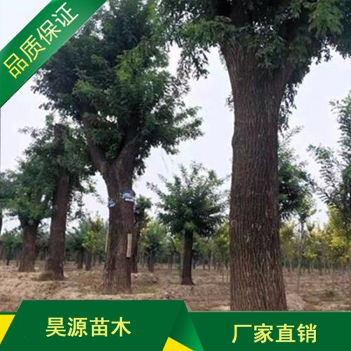 大量出售国槐树苗 供应优质国槐