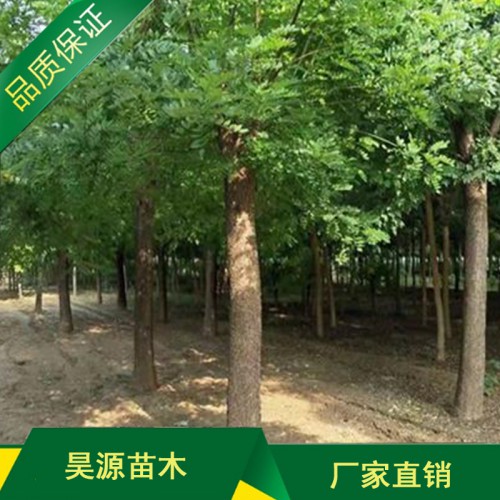 国槐价格 国槐多少钱一棵