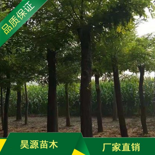 供应金枝槐树苗 黄淮 黄金槐 槐树苗批发