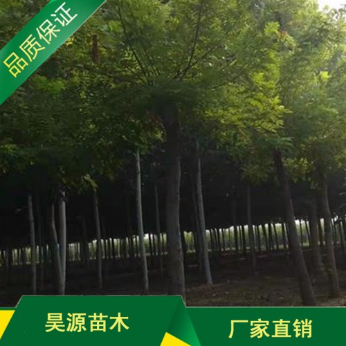 苗木基地黄金槐 黄金槐苗 丛生黄金槐