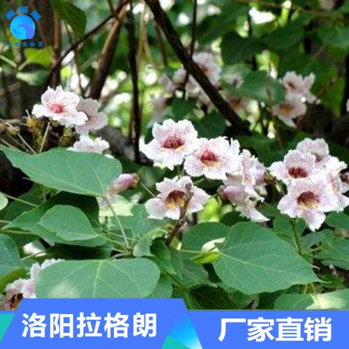 供应各种绿化苗楸树 楸树 树苗