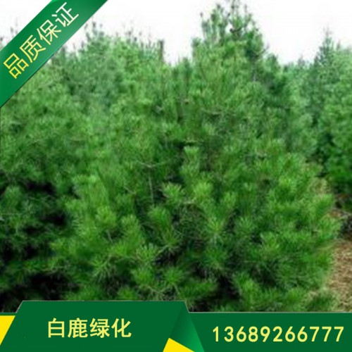 工程绿化用白皮松