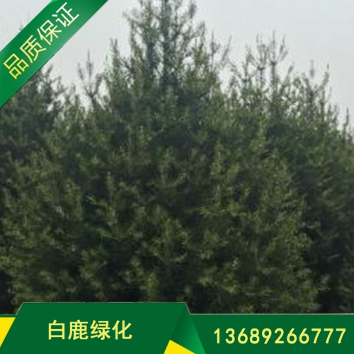 白皮松 白皮松基地直销