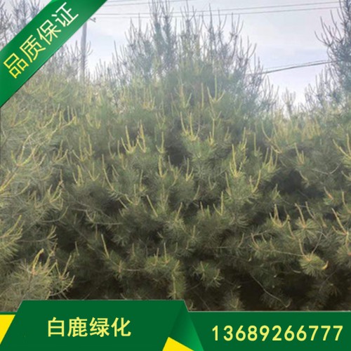 园林风景树白皮松批发