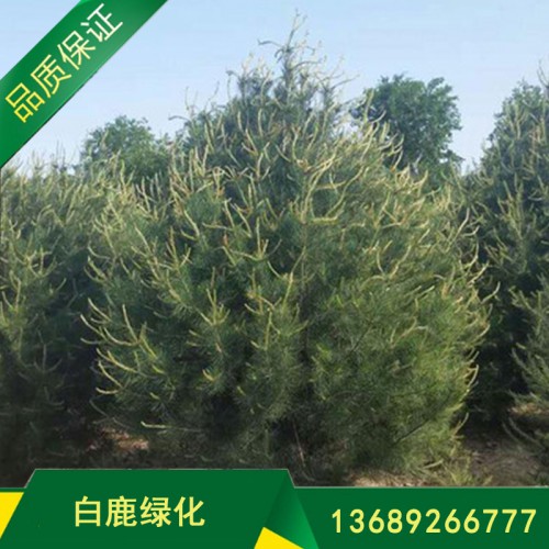 供应优质白皮松 白皮松出售