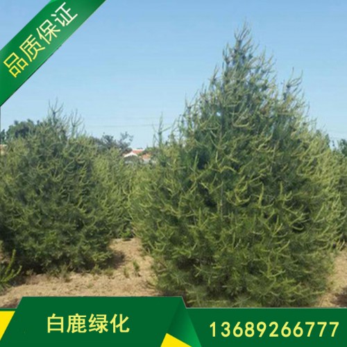 白皮松基地 价格详谈 欢迎选购