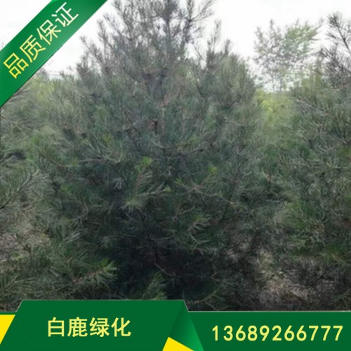 白皮松批发 绿化苗白皮松
