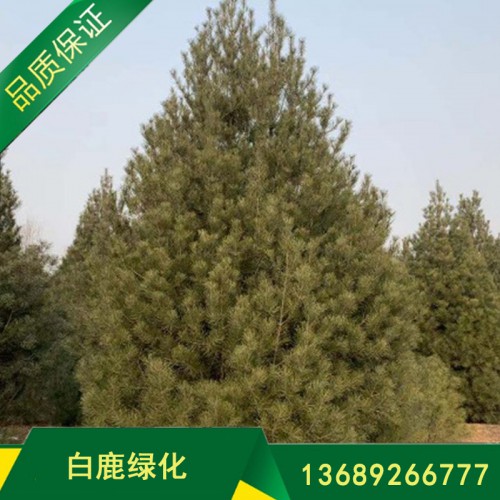 白皮松 5米白皮松价格