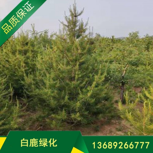 绿化苗木白皮松基地