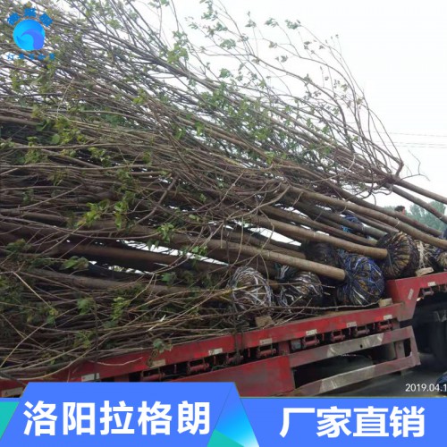 6-14公分楸树 楸树的价格