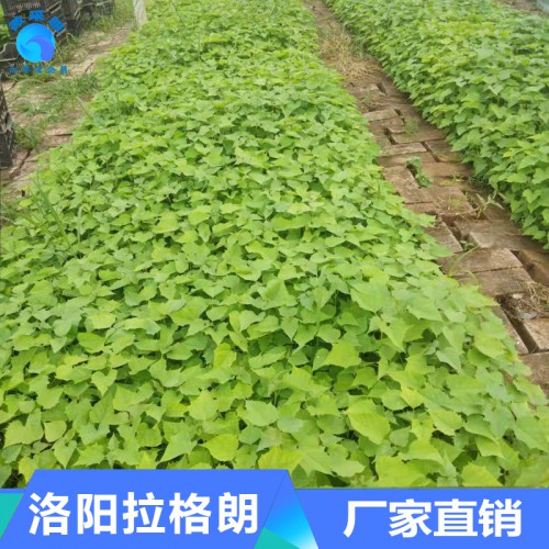 楸树小苗批发 楸树小苗价格