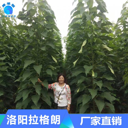 楸树供应 楸树树苗批发 工程绿化苗木