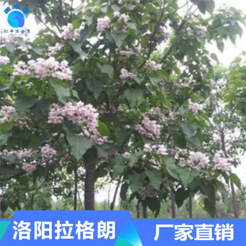 供应各种苗木 种苗种子 基地直销 优质 楸树树苗